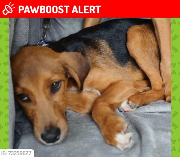 Lost Male Dog last seen Kahalu’u Bay, Kahaluu-Keauhou, HI 96740