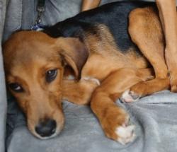 Lost Male Dog last seen Kahalu’u Bay, Kahaluu-Keauhou, HI 96740