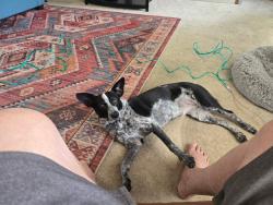 Lost Female Dog last seen Pan American Fwy and Alamenda, Albuquerque, NM 87113