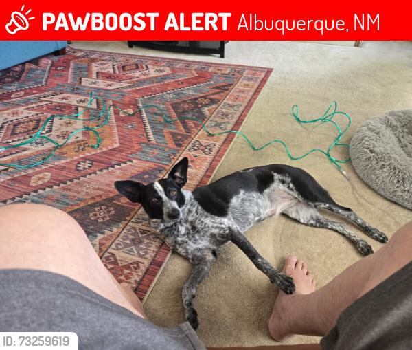 Lost Female Dog last seen Pan American Fwy and Alamenda, Albuquerque, NM 87113