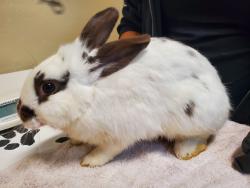 Shelter Stray Male Rabbit last seen Near S Cedros Avenue, Solana Beach, CA, 92075, Oceanside, CA 92058, USA