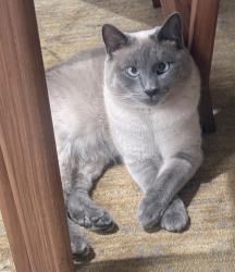 Lost Male Cat last seen Watson Dr and Old Mill Rd., Tahoe City, CA 96145