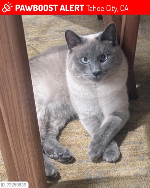 Lost Male Cat last seen Watson Dr and Old Mill Rd., Tahoe City, CA 96145