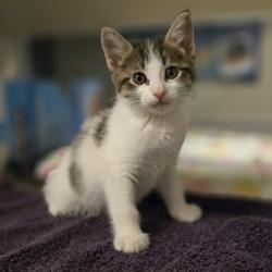 Shelter Stray Female Cat last seen Near W 133rd Avenue, SAN LEANDRO, CA, 94577, 8323 Baldwin St, Oakland, CA 94621, USA