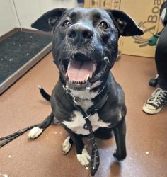 Shelter Stray Female Dog last seen San Leandro, SAN LEANDRO, CA, 94577, 8323 Baldwin St, Oakland, CA 94621, USA
