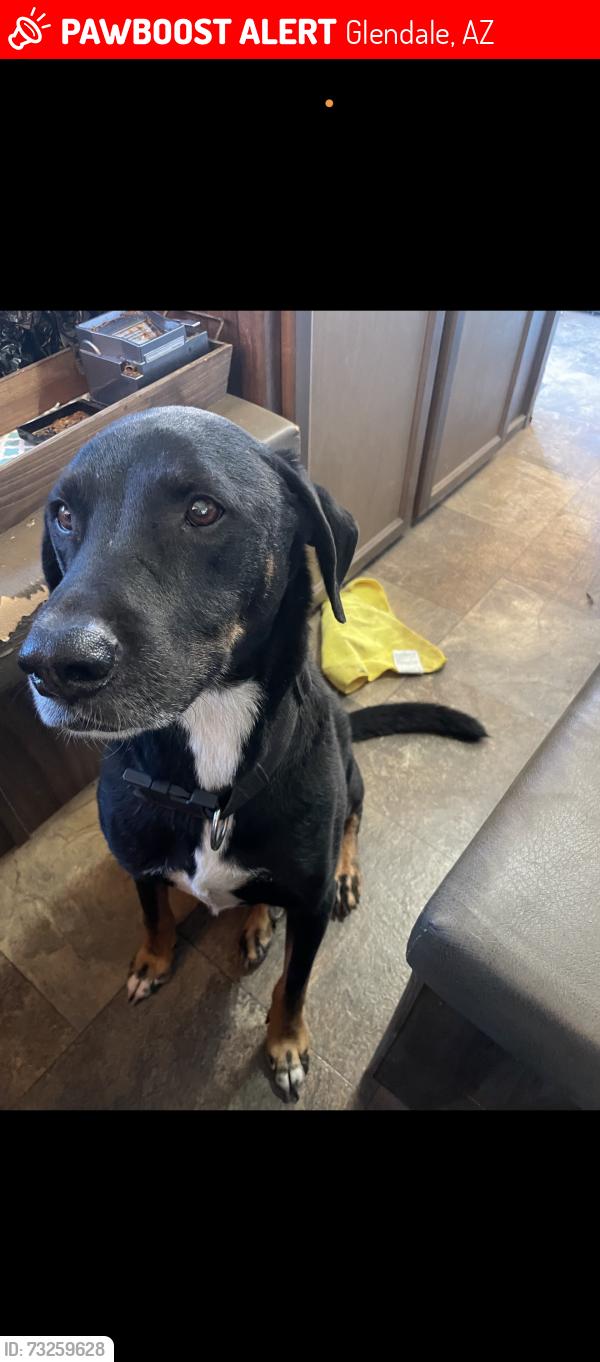 Lost Male Dog last seen 63rd ave and Missouri ave, Glendale, AZ 85301