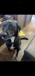 Lost Male Dog last seen 63rd ave and Missouri ave, Glendale, AZ 85301