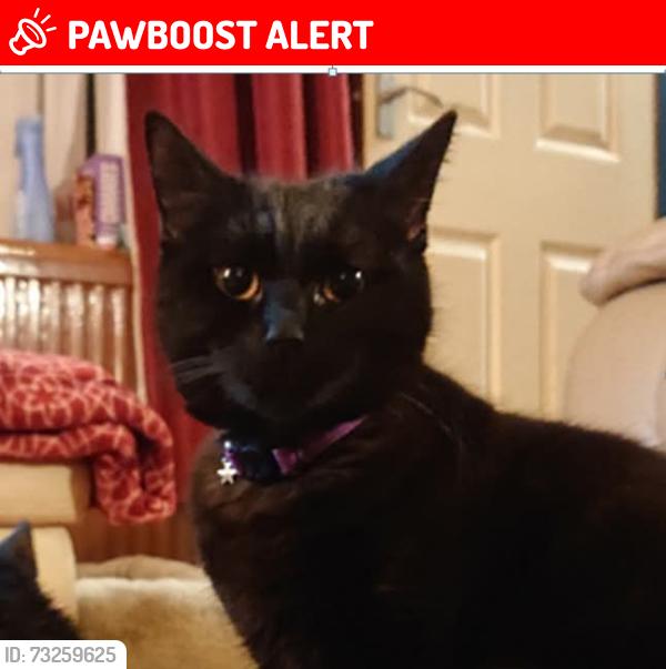 Lost Female Cat last seen H4 Danstead Way, Conniburrow, England MK14 7DY