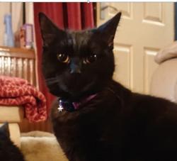 Lost Female Cat last seen H4 Danstead Way, Conniburrow, England MK14 7DY