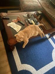 Lost Male Cat last seen flax and lake forest, Boise, ID 83716