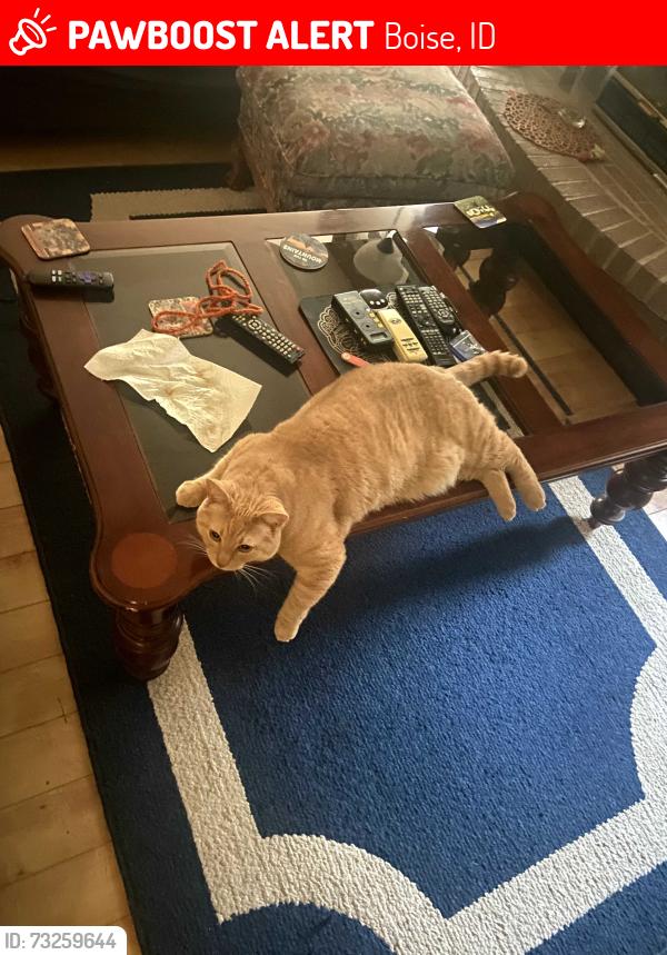 Lost Male Cat last seen flax and lake forest, Boise, ID 83716