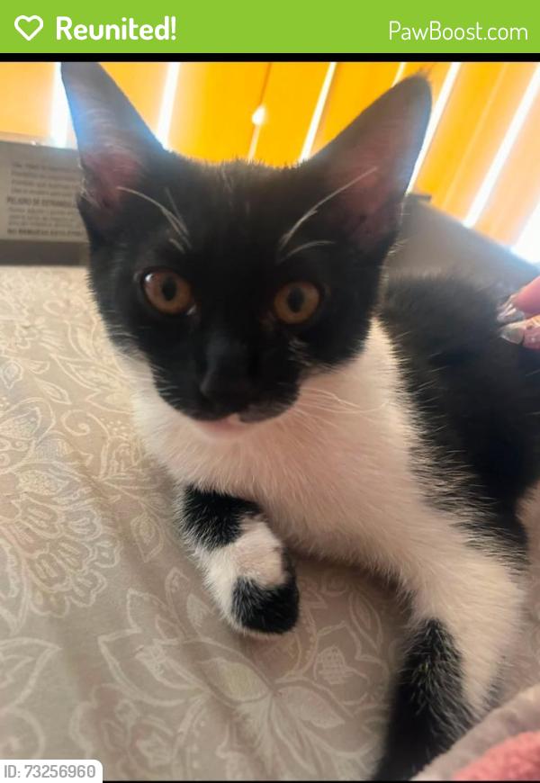 Reunited Male Cat last seen Near Cahuenga Rd, Victorville, CA 92394, USA, Victorville, CA 92394