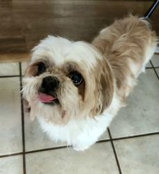 Lost Male Dog last seen Longwood cir, Longwood, FL 32750