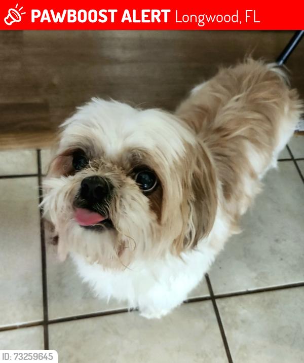 Lost Male Dog last seen Longwood cir, Longwood, FL 32750