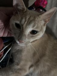 Reunited Male Cat last seen Rio bonito, Houston, TX 77083
