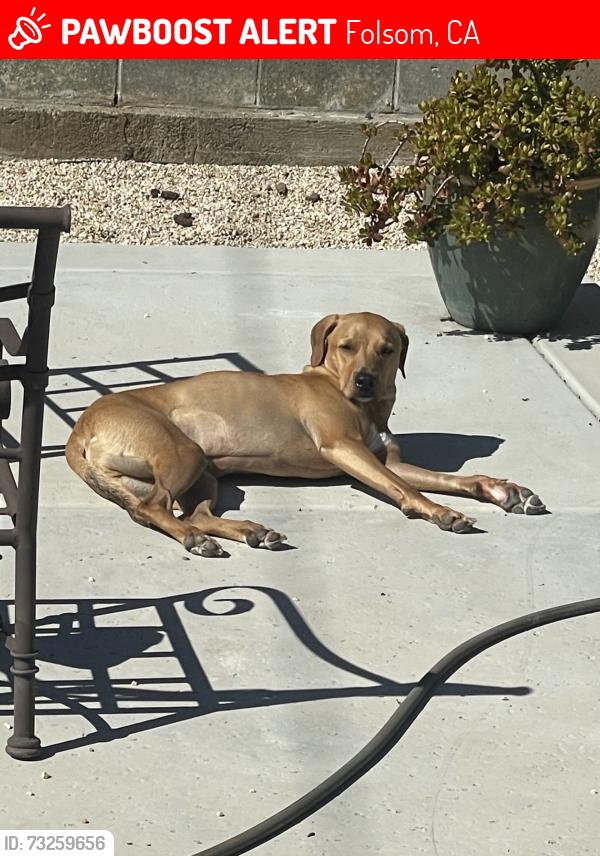Lost Male Dog last seen Fairwood Drive, Folsom, CA 95630