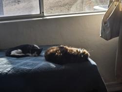 Lost Male Cat last seen Hwy 94, San Diego, CA 92108