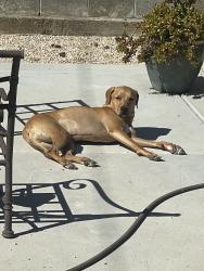 Lost Male Dog last seen Fairwood Drive, Folsom, CA 95630