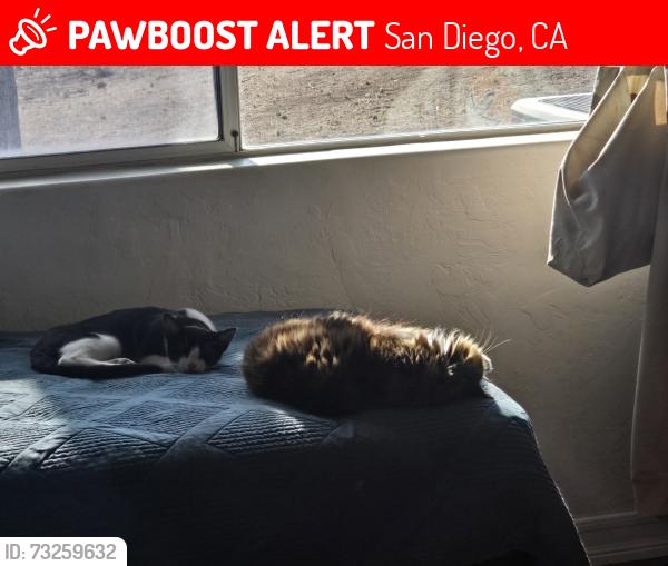 Lost Male Cat last seen Hwy 94, San Diego, CA 92108