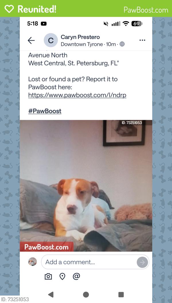 Reunited Female Dog last seen 6380-6390 2nd Avenue North West Central, St. Petersburg, FL, St. Petersburg, FL 33710
