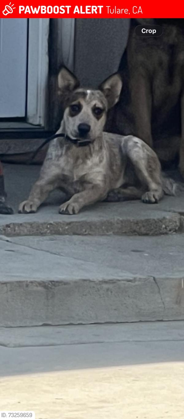 Lost Male Dog last seen Tulare western High School, Tulare, CA 93274