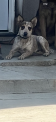 Lost Male Dog last seen Tulare western High School, Tulare, CA 93274