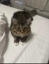Lost Male Cat last seen Gavin’s Landing s off of W 98 HWY, Pensacola, FL 32506