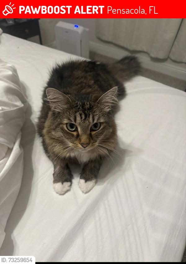 Lost Male Cat last seen Gavin’s Landing s off of W 98 HWY, Pensacola, FL 32506