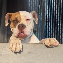 Shelter Stray Female Dog last seen , Animal Care & Control Team of Philly, 111 W Hunting Park Ave, Philadelphia, PA 19140, USA
