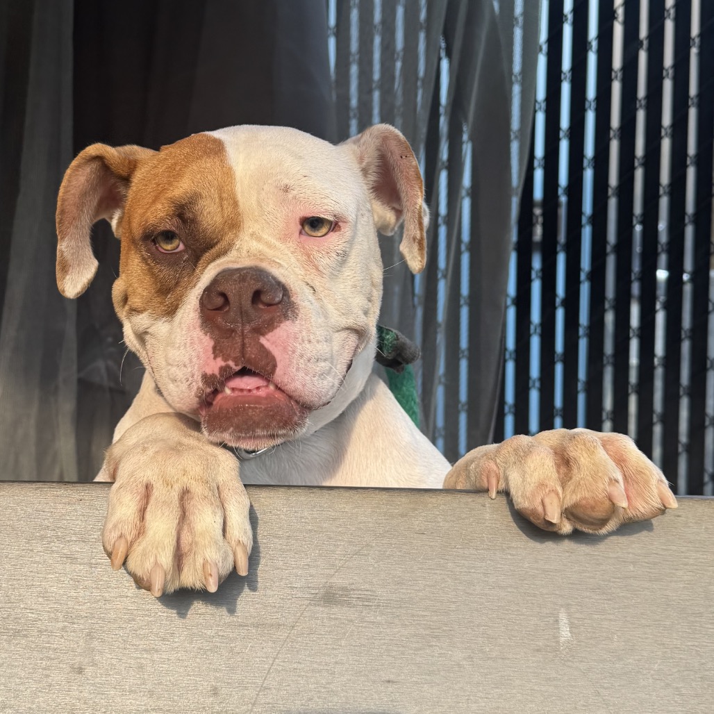 Shelter Stray Female Dog last seen , Animal Care & Control Team of Philly, 111 W Hunting Park Ave, Philadelphia, PA 19140, USA