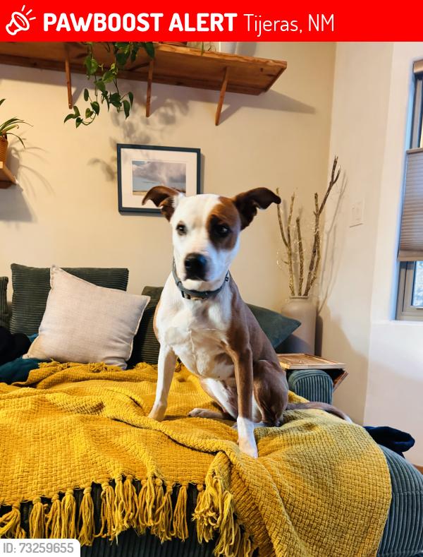 Lost Female Dog last seen Raven Rd and Peacock Lane, Tijeras, NM 87059