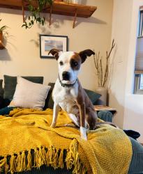 Lost Female Dog last seen Raven Rd and Peacock Lane, Tijeras, NM 87059