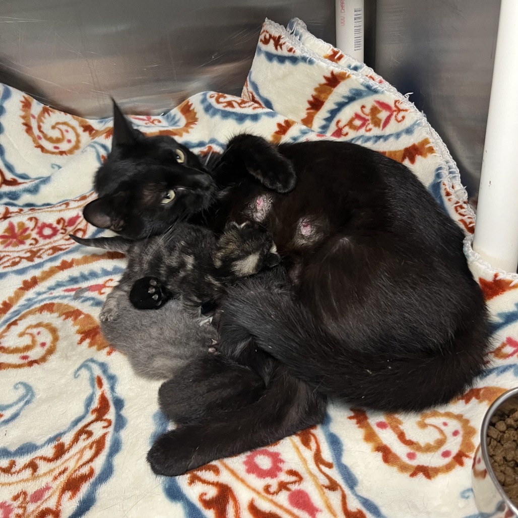 Shelter Stray Male Cat last seen , 4575 E Mesquite Ave, Palm Springs, CA 92264, USA