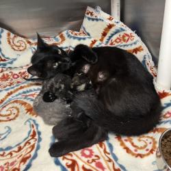 Shelter Stray Female Cat last seen , 4575 E Mesquite Ave, Palm Springs, CA 92264, USA