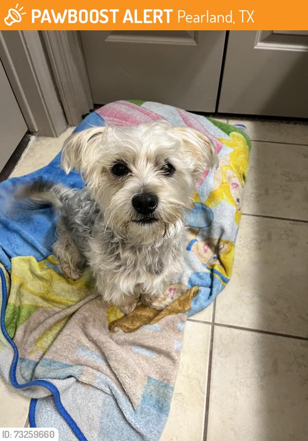 Found/Stray Male Dog last seen In apmt complex: Radius at shadow creek ranch, Pearland, TX 77584
