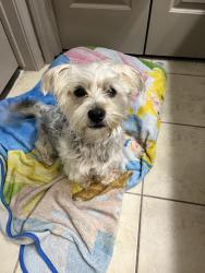 Found/Stray Male Dog last seen In apmt complex: Radius at shadow creek ranch, Pearland, TX 77584