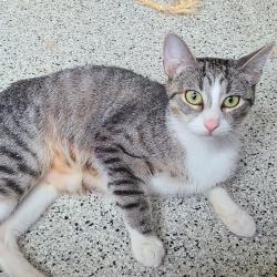 Shelter Stray Female Cat last seen , 1013 Garfield St, Oak Park, IL 60304, USA