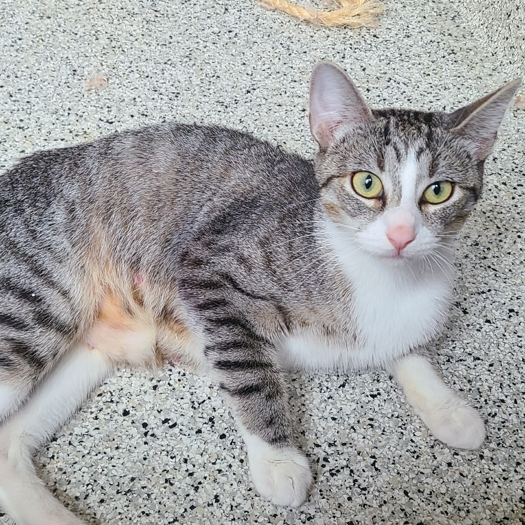 Shelter Stray Female Cat last seen , 1013 Garfield St, Oak Park, IL 60304, USA