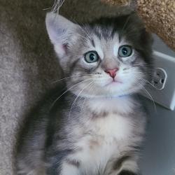 Shelter Stray Male Cat last seen , 1013 Garfield St, Oak Park, IL 60304, USA