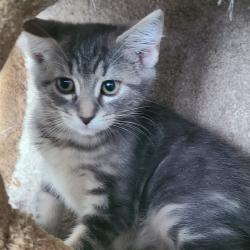 Shelter Stray Male Cat last seen , 1013 Garfield St, Oak Park, IL 60304, USA