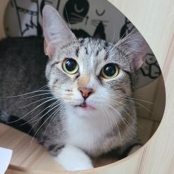 Shelter Stray Female Cat last seen , 1013 Garfield St, Oak Park, IL 60304, USA