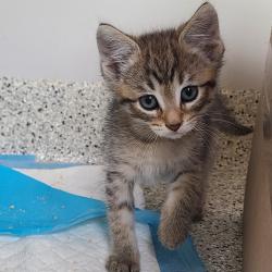 Shelter Stray Male Cat last seen , 1013 Garfield St, Oak Park, IL 60304, USA
