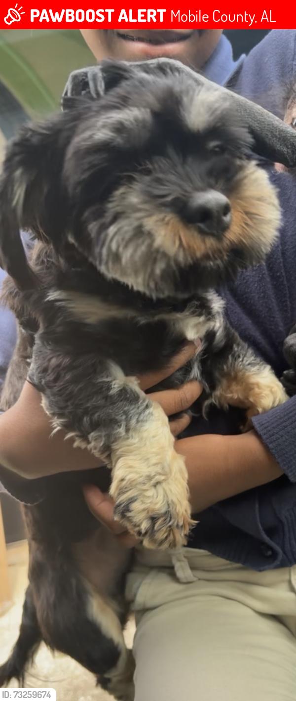Lost Male Dog last seen Misty leaf dr, Mobile County, AL 36695