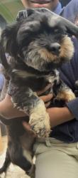 Lost Male Dog last seen Misty leaf dr, Mobile County, AL 36695