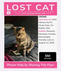 Lost Female Cat last seen Olympic, Chula Vista, CA 91915