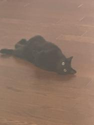 Reunited Female Cat last seen Near loganbury dr, Durham, NC 27713