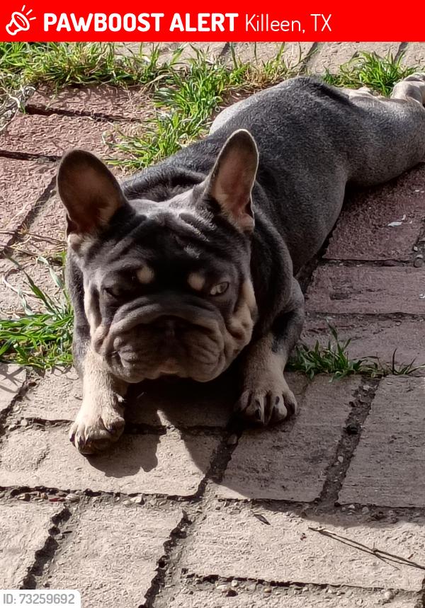 Lost Male Dog last seen Bermuda dr, Killeen TX, Killeen, TX 76549