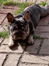 Lost Male Dog last seen Bermuda dr, Killeen TX, Killeen, TX 76549