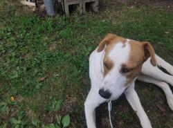 Reunited Female Dog last seen Oakland Drive, Milford, NH 03055