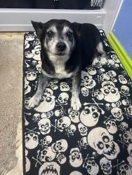 Reunited Male Dog last seen Ashmount and da forth, Arlington, TX 76017